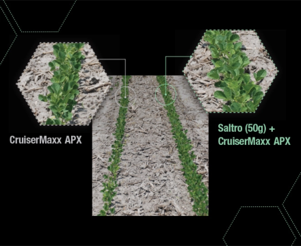 A soybean seed treatment comparison that shows Saltro helping soybeans achieve a thicker, healthier plant stand under no SDS or SCN pressure