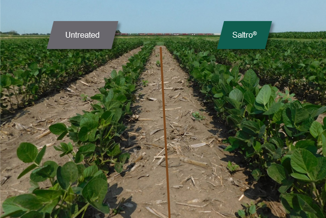 A soybean seed treatment comparison that shows Saltro helping soybeans achieve a thicker, healthier plant stand under no SDS or SCN pressure